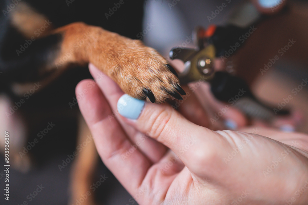 Veterinarian specialist holding small dog, process of cutting dog claw nails of a small breed dog with a nail clipper tool, close up view of dog's paw, trimming pet dog nails manicure at home Veterinarian specialist holding small dog, process of cutting dog claw nails of a small breed dog with a nail clipper tool, close up view of dog's paw, trimming pet dog nails manicure at home