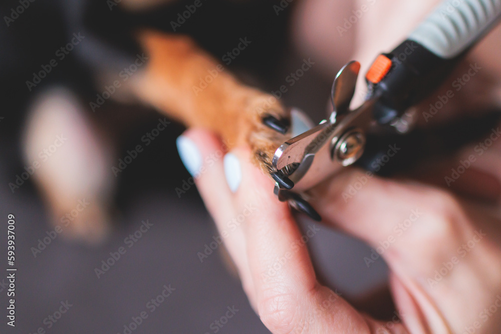 Veterinarian specialist holding small dog, process of cutting dog claw nails of a small breed dog with a nail clipper tool, close up view of dog's paw, trimming pet dog nails manicure at home