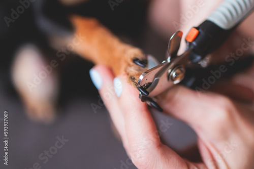 Veterinarian specialist holding small dog  process of cutting dog claw nails of a small breed dog with a nail clipper tool  close up view of dog s paw  trimming pet dog nails manicure at home