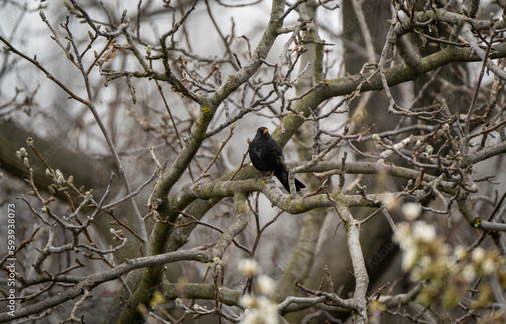 Obraz premium Blackbird shot in my garden with a telephoto lens