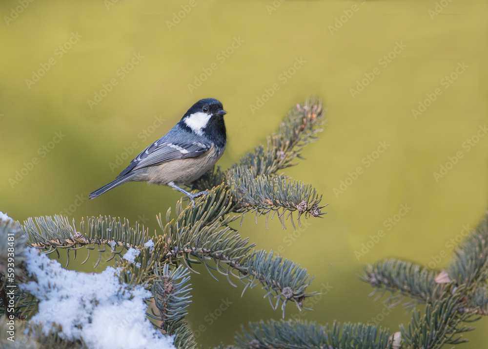 Coal tit (Periparus ater) perched on a branch with lichens against an out of focus background.Parus ater. Coal tit (Periparus ater) perched on a branch with lichens against an out of focus background.Parus ater.