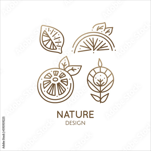 Set icons citrus fruits. logo of lemon  orange  grapefruit sliced  flower  plant leaves. Tropical symbol exotic fruits. Vector linear illustration. Symbol of farm  raw and eco food  health  diet.