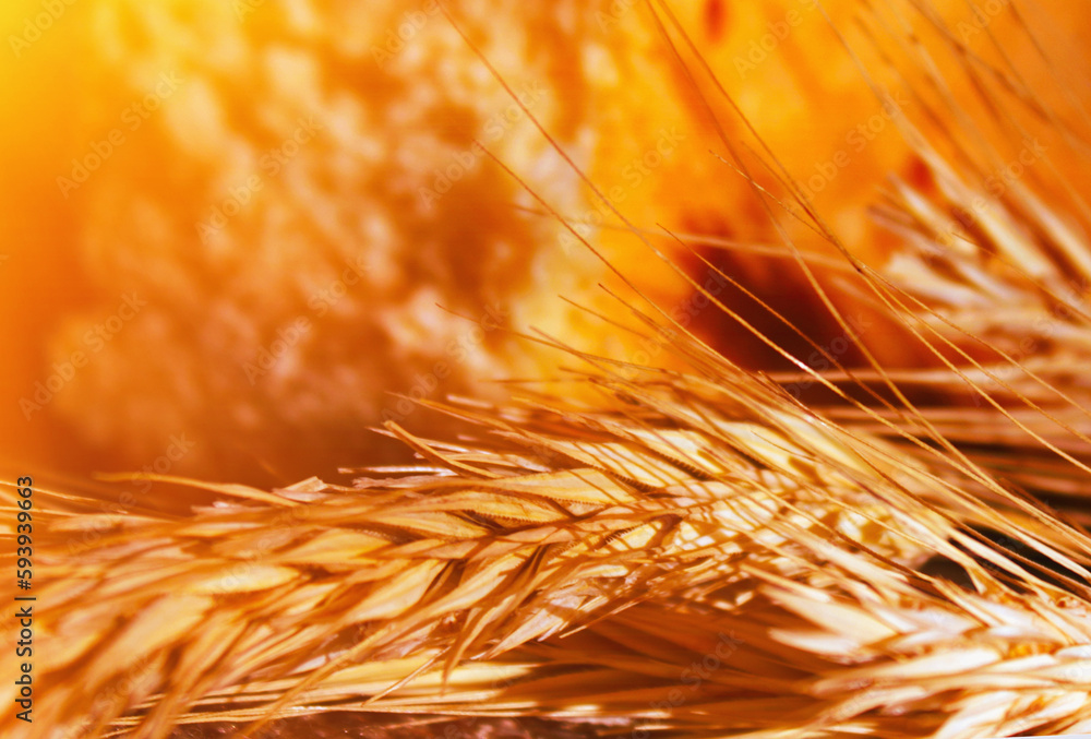 Close up heat ears against bred as symbol of grain and food industry and agriculture. Close up heat ears against bred as symbol of grain and food industry and agriculture.