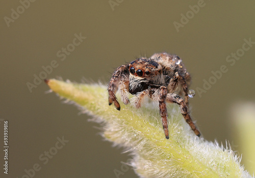 jumping spider(Salticidae),A close-up shot of a breed that lives in China