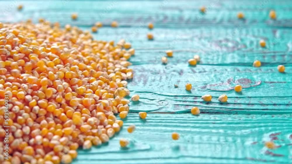 Corn seeds. Pile of raw corn grains is turning closeup on blue rustic