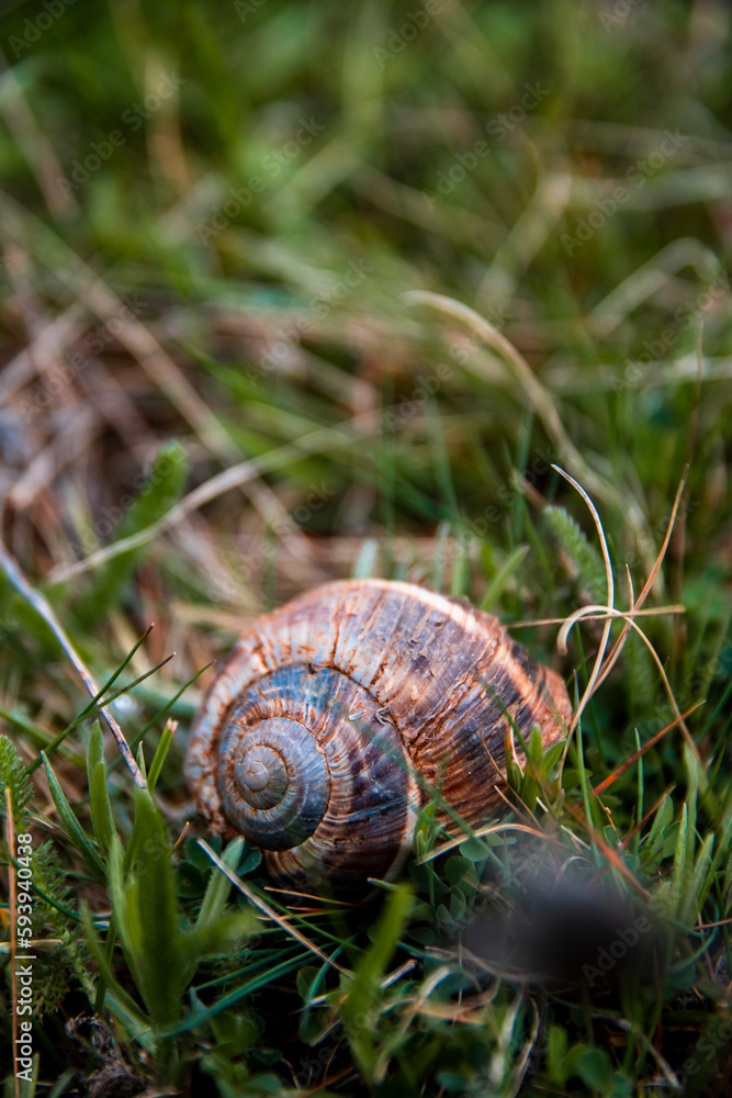 Snail shell home on the grass floor in the beginning of spring. Snail shell home on the grass floor in the beginning of spring.