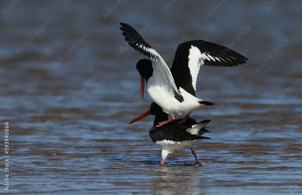 Oystercatcher,Haematopus ostralegus,Eurasian Oystercatcher,Breeds Living in China Oystercatcher,Haematopus ostralegus,Eurasian Oystercatcher,Breeds Living in China