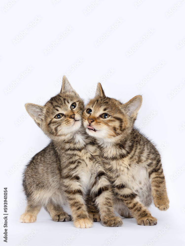 Two baby tabby cats next to each other, cubs, close-up image, clean indoor background