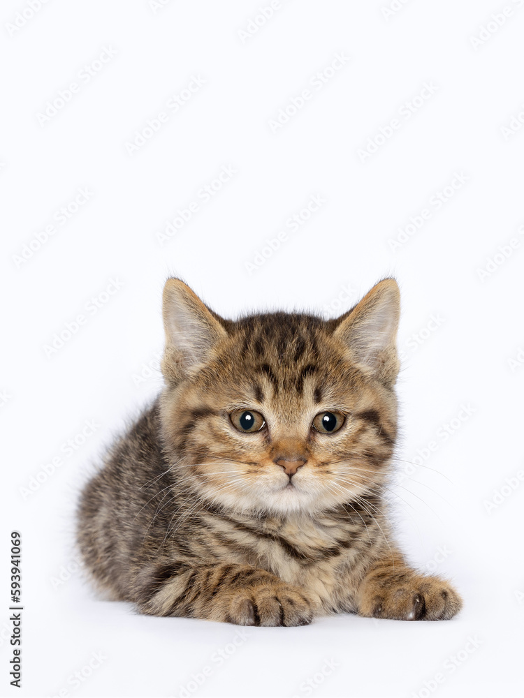 A baby tabby cat, cub, close-up image, clean indoor background
