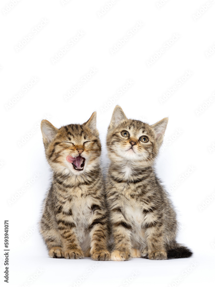 Two baby tabby cats next to each other, cubs, close-up image, clean indoor background