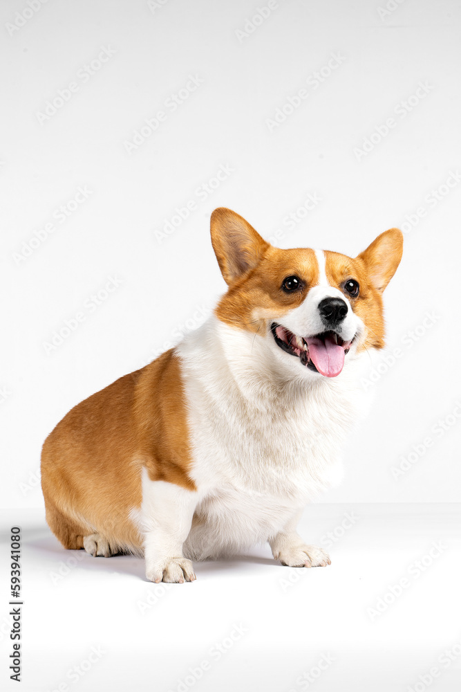 A smiling corgi dog, happy, closeup, clean background