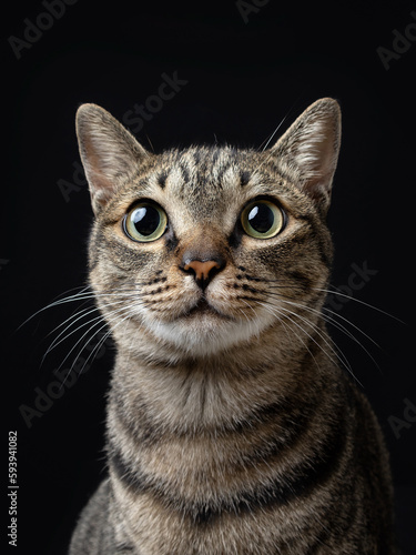 Indoor photography closeup shot of a tabby cat with black clean background in super high definition