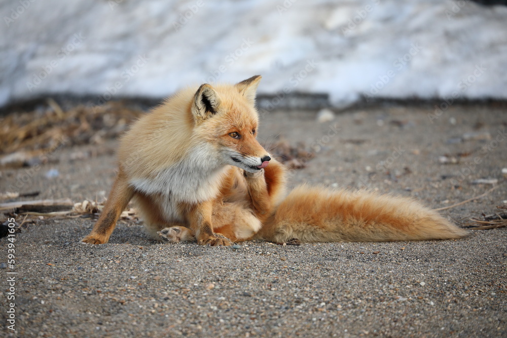 Obraz premium cute red fox sitting on the ground