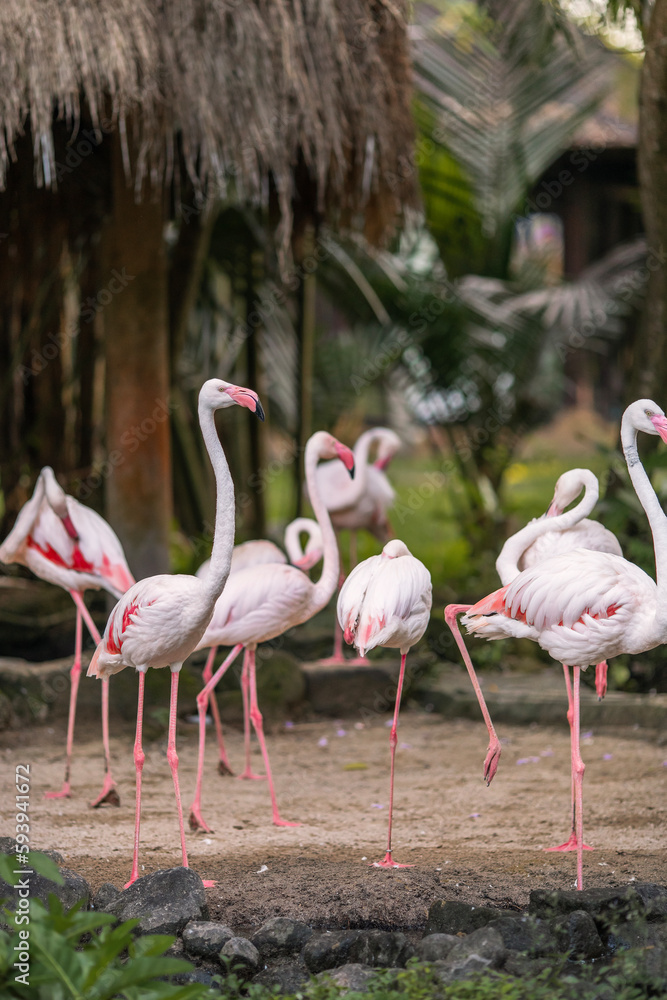 Fototapeta premium Pink flamingos are wading birds of the family Phoenicopteridae, in tropical greenery, in the Bali Island Park Indonesia