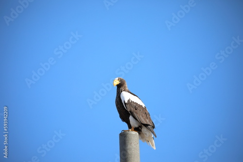 Steller's sea eagle on a telephone pole