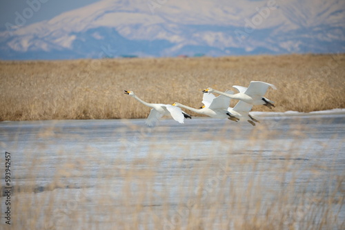 landing swans on the frozen lake