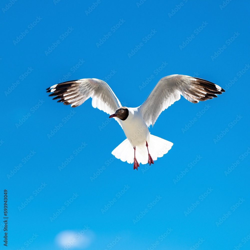 Brown-headed Gull living in Pangong Lake, Tibet, China(Larus brunnicephalus Jerdon) Brown-headed Gull living in Pangong Lake, Tibet, China(Larus brunnicephalus Jerdon)
