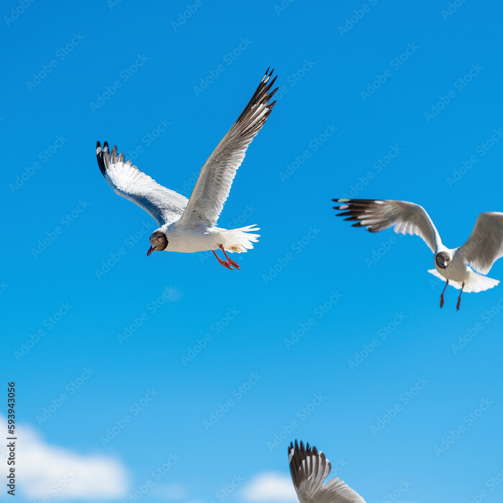 Obraz premium Brown-headed Gull living in Pangong Lake, Tibet, China(Larus brunnicephalus Jerdon)