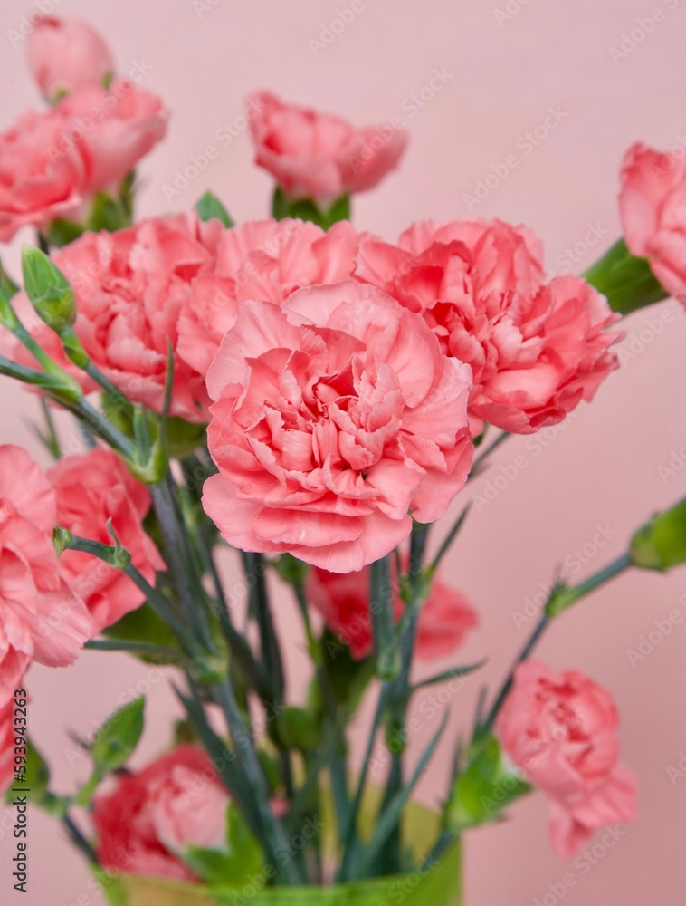 Bouquet of fresh pink bush carnations on a pink background