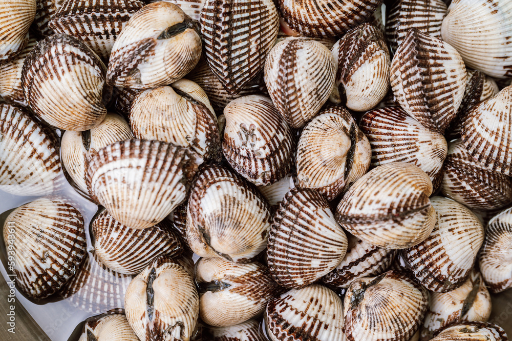 Fresh seafood cockles in a bowl