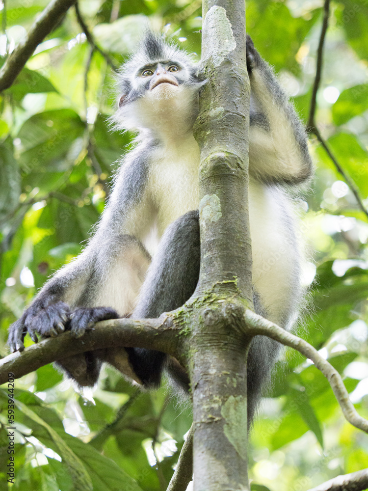 Naklejka premium Portrait of Thomas Leaf Monkey in the trees and sorrounded by leaves in the jungle in Gunung Leuser Nationalpark, Bukit Lawang, Sumatra, Indonesia