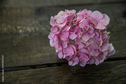 Pink hydrangea flowers on older browen wooden table.