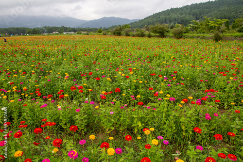 お花