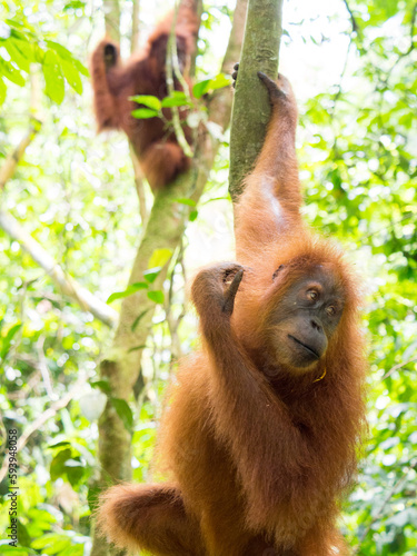 Two Orangutang babies in the trees of Gunung Leuser Nationalpark, Sumatra, Indonesia