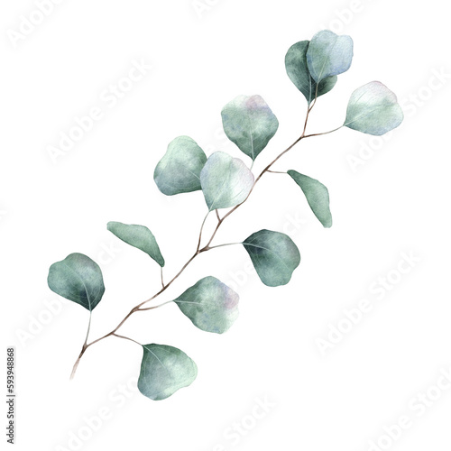 Watercolor eucalyptus leave and branch. eucalyptus silver dollar Botanycal. illustration isolated on white background. Perfect for wedding invitations, postcards and textiles photo