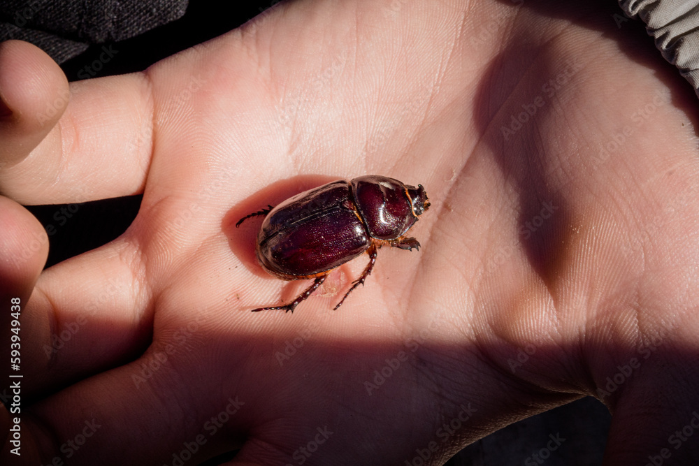 Obraz premium European rhinoceros beetle on child's hand. concept of nature conservation