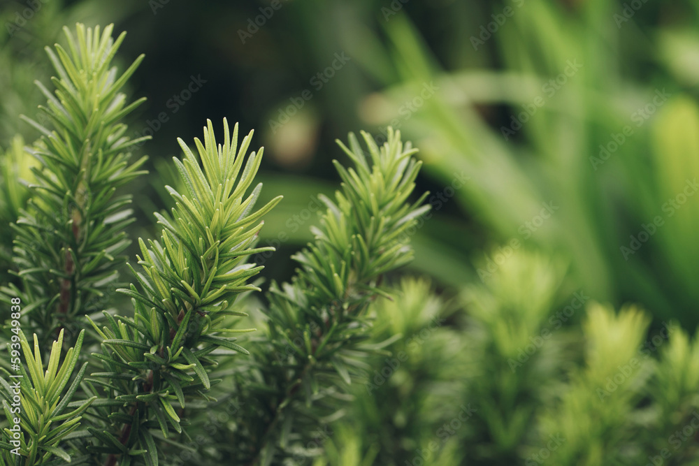 Fresh green rosemary herbal texture background Fresh green rosemary herbal texture background