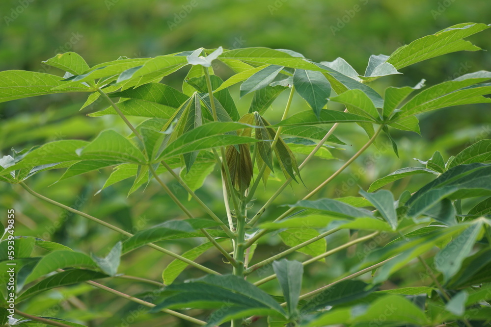 Cassava leaves on the tree. Indonesian call it singkong or ketela Cassava leaves on the tree. Indonesian call it singkong or ketela