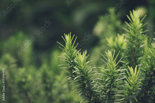 Fresh green rosemary herbal texture background