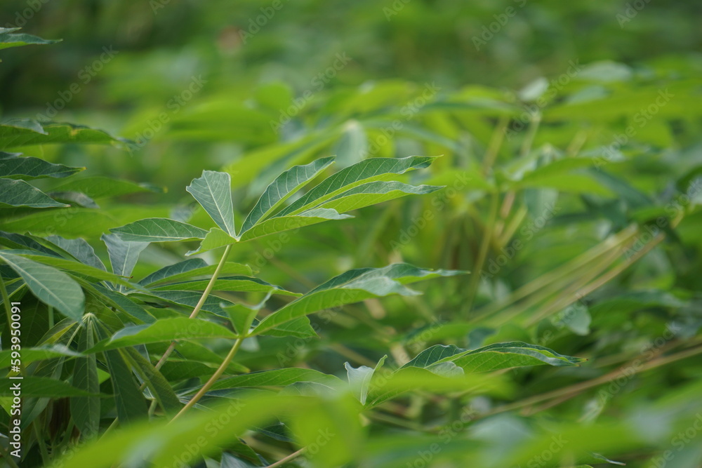 Cassava leaves on the tree. Indonesian call it singkong or ketela Cassava leaves on the tree. Indonesian call it singkong or ketela