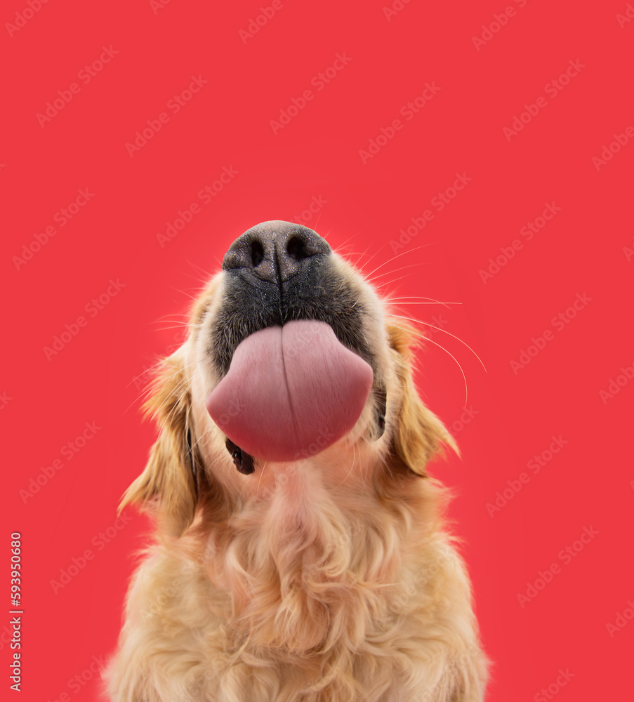 Funny portrait hungry labrador retriever puppy dog licking its lips with tongue. Isolated on red solid background - obrazy, fototapety, plakaty 