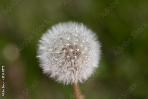 Dandelions growing at a local park 