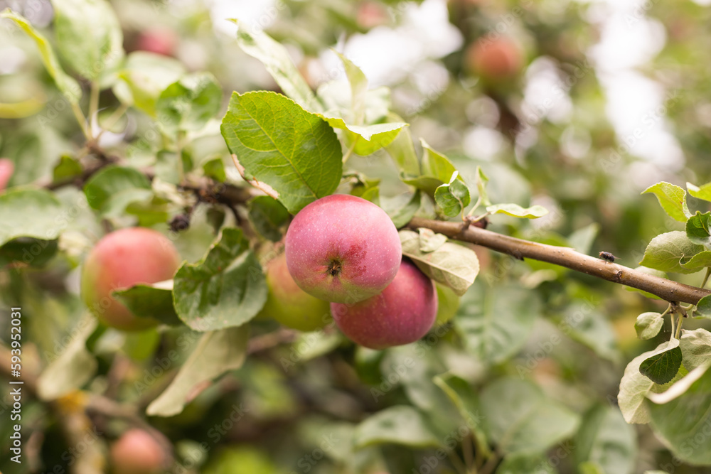 The cultivation of Apple trees in an industrial environment for commercial purposes. The cultivation of Apple trees in an industrial environment for commercial purposes.