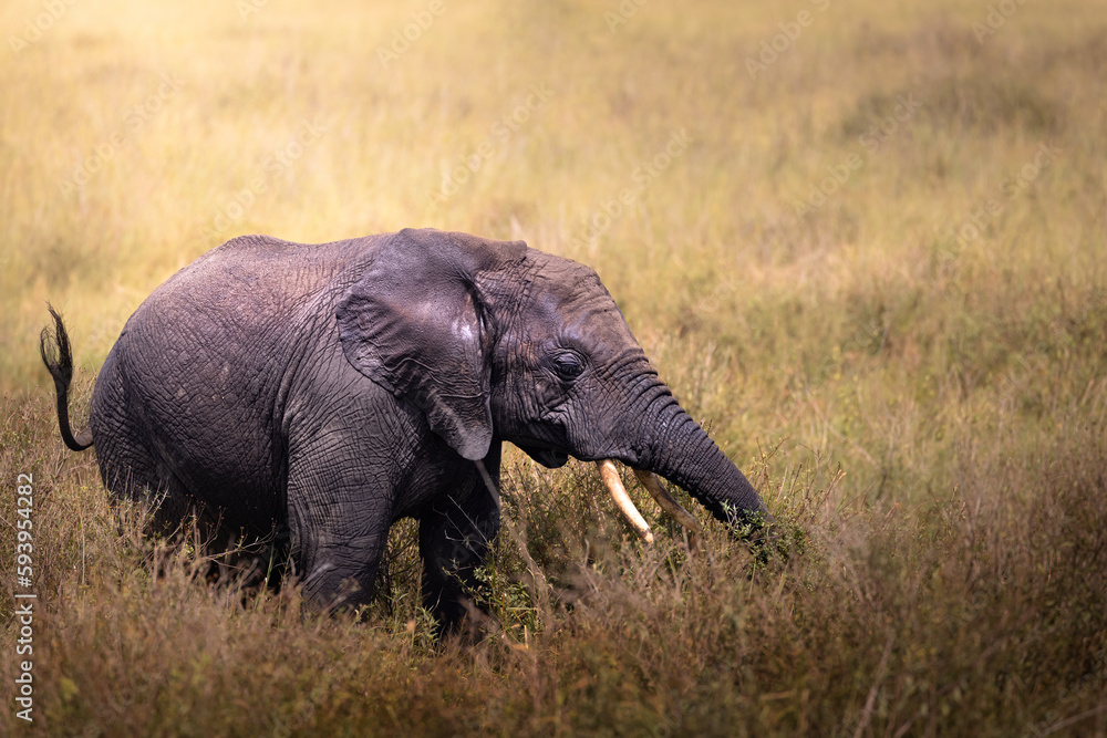 Obraz premium Wild big grey african elephant in the savannah in the Serengeti National Park, Tanzania, Africa 