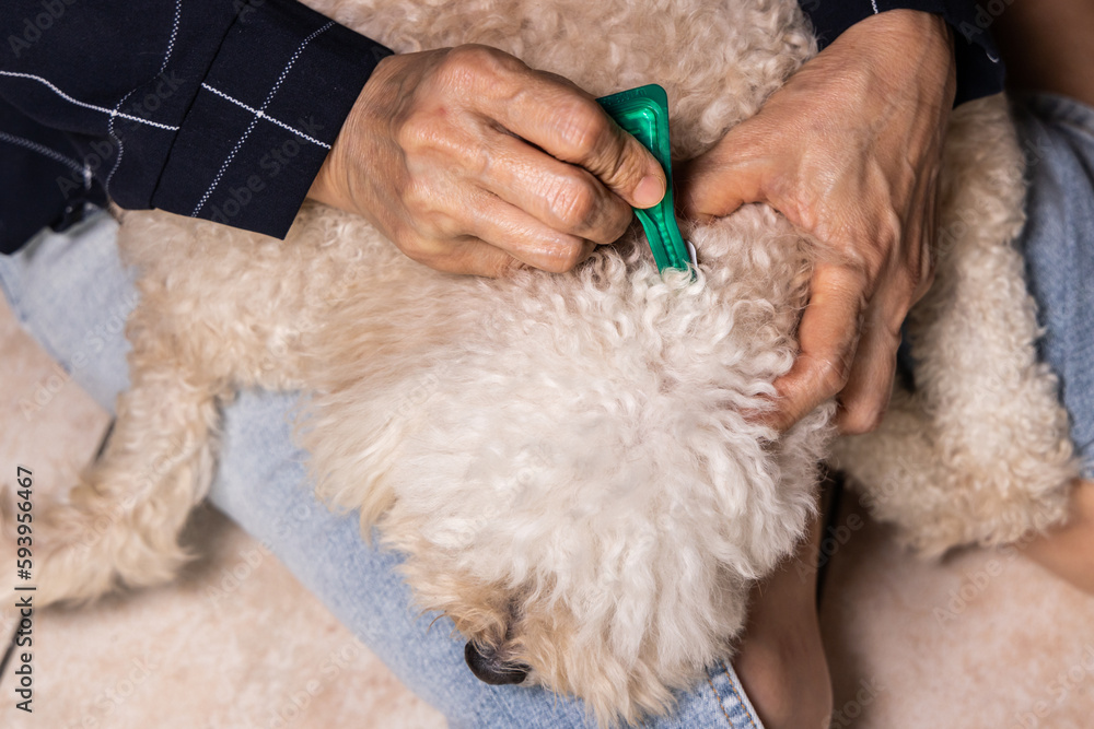 Close-up of person applying ticks, lice and mites control medicine on poodle pet dog with long fur Close-up of person applying ticks, lice and mites control medicine on poodle pet dog with long fur