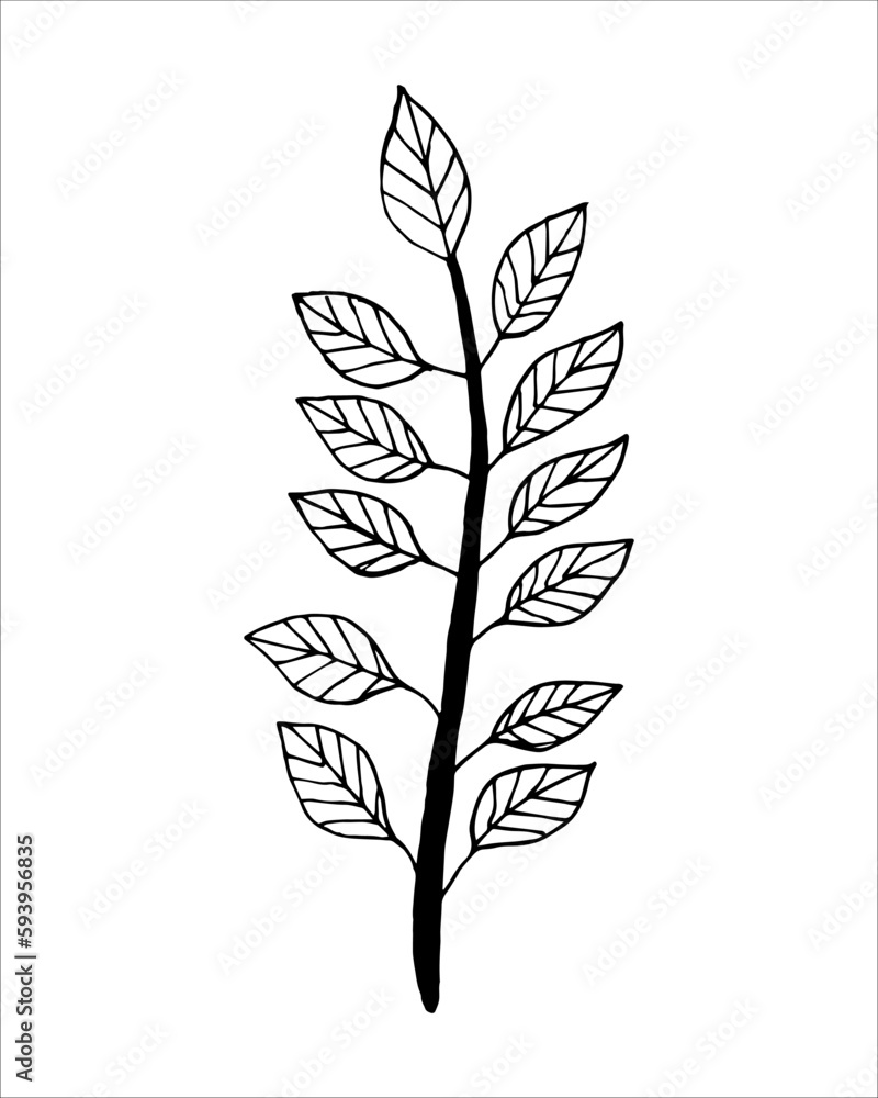 Fototapeta premium Hand drawn branch with petals in doodling style. Botanical decorative element. Black line on a white isolated background.
