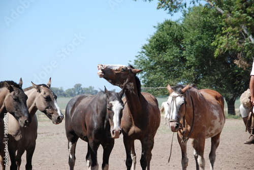 horses on a farm © Cornelia