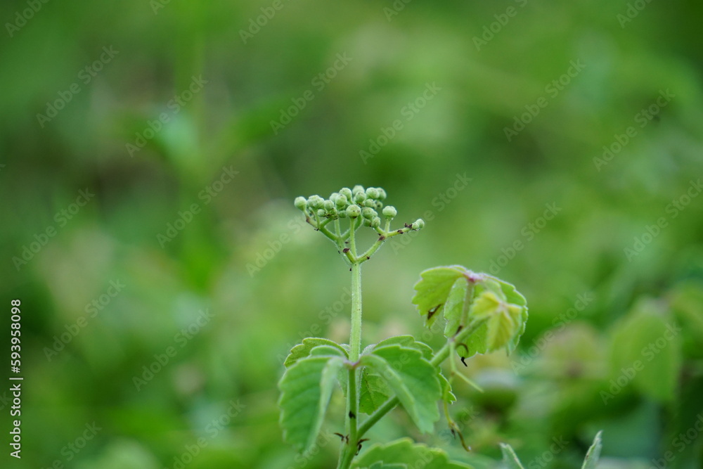 Causonis trifolia (Also called bush Grape, fox-grape, three-leaved wild vine, threeleaf cayratia) in nature. This plant has black-colored berries and its plant used for antidiabetic Causonis trifolia (Also called bush Grape, fox-grape, three-leaved wild vine, threeleaf cayratia) in nature. This plant has black-colored berries and its plant used for antidiabetic