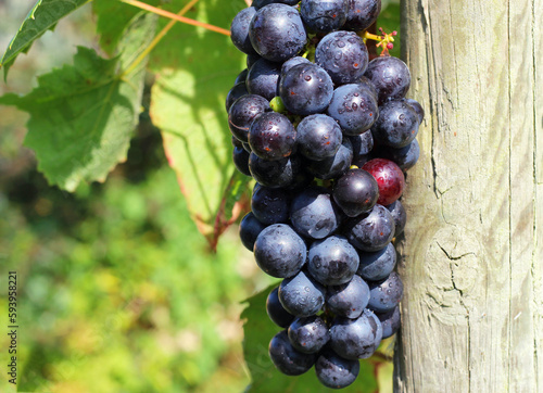 Close up of a bunch of black grapes growing on a grape vine.