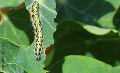 Close up of cabbage white caterpillars eating brassica plants. © paul