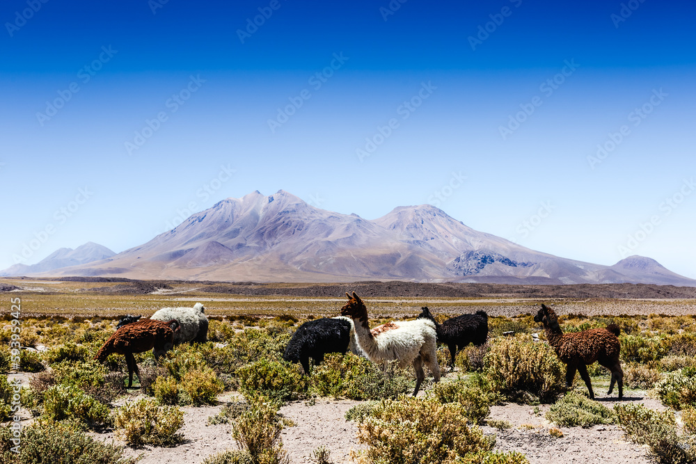 Beautiful scenario in the Atacama Desert, northern Chile, South America