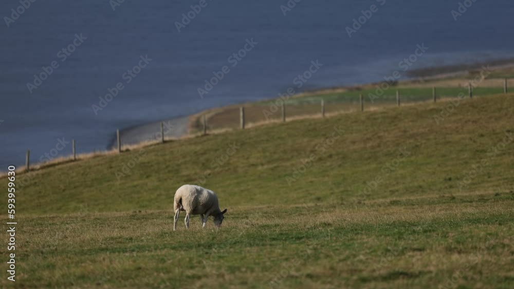 Sheep Grazing beside the Ocean in England Animals Farm Country Sheep Grazing beside the Ocean in England Animals Farm Country