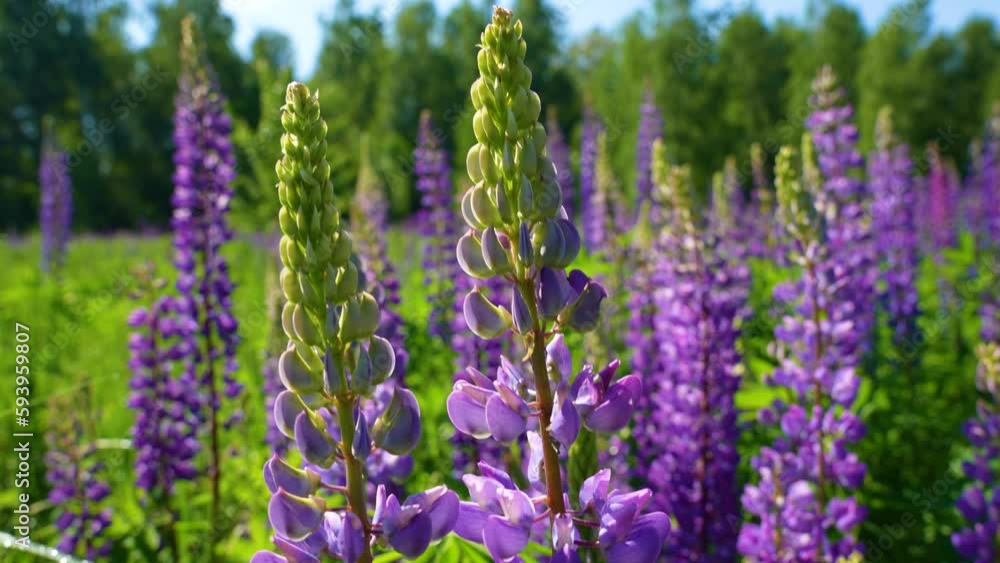 Beautiful floral natural green and purple video background. Closeup view footage of sunny morning countryside blooming lupine flowers growing outside on countryside meadow in Ukraine in June Beautiful floral natural green and purple video background. Closeup view footage of sunny morning countryside blooming lupine flowers growing outside on countryside meadow in Ukraine in June
