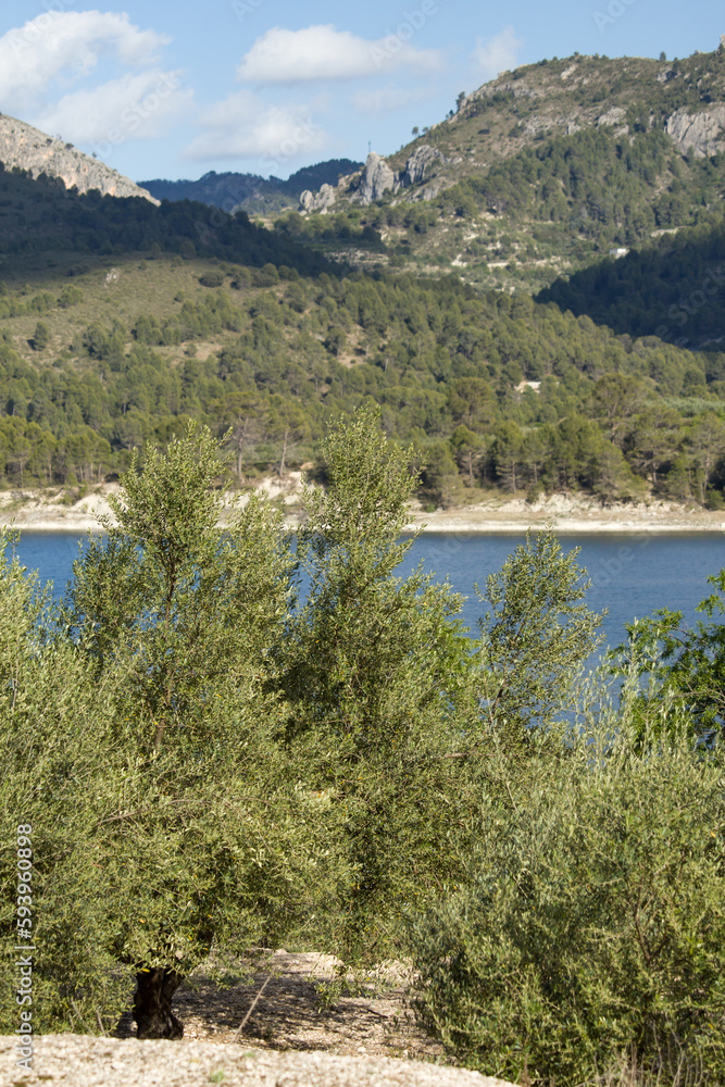 Paisaje en el Pantano de Beniarrés con olivos en primer plano