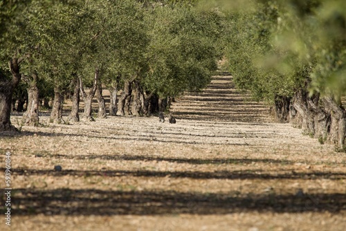 Fototapeta Naklejka Na Ścianę i Meble -  Campo agrario de olivos en la población de Beniarrés