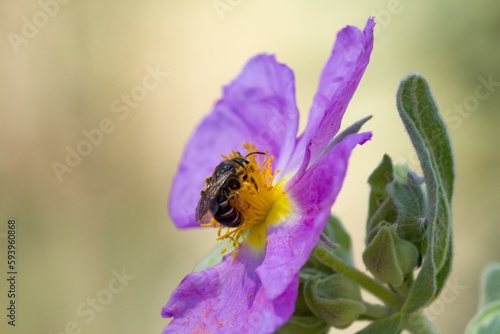 Abeja Halictus rubicundus recolectando polen en flor de cistus